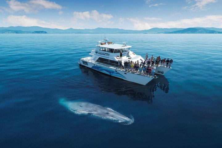Auckland Dolphin and Whale Watching Eco-Safari Cruise - Photo 1 of 8